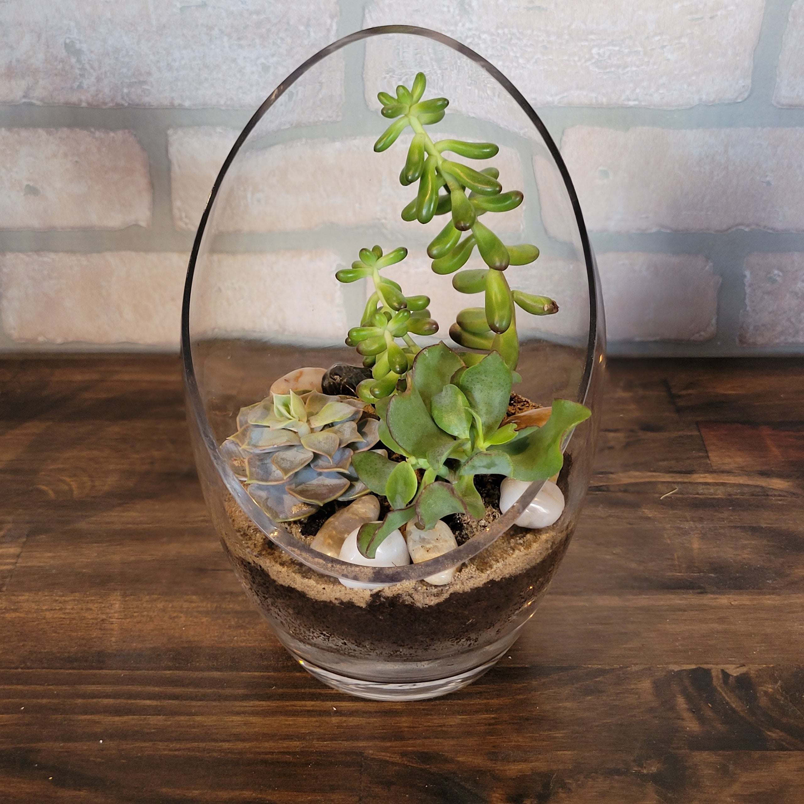 Angle Cut Glass Egg Terrarium The Farmhemian